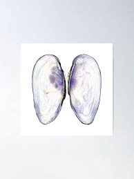 Attēlu rezultāti vaicājumam “Unio crassus”