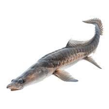 Image result for Acipenser oxyrinchus