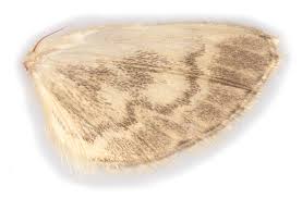 Attēlu rezultāti vaicājumam “Anania lancealis”