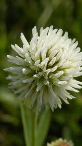 Attēlu rezultāti vaicājumam “Trifolium montanum”