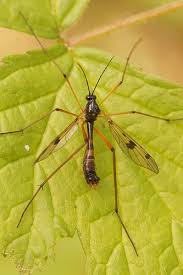 Attēlu rezultāti vaicājumam “Ptychoptera sp.”