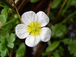 Attēlu rezultāti vaicājumam “Batrachium”