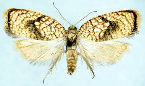 Attēlu rezultāti vaicājumam “Acleris forsskaleana”