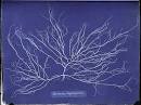 ANNA ATKINS. Chordaria flagelliformis. | ART21 Magazine