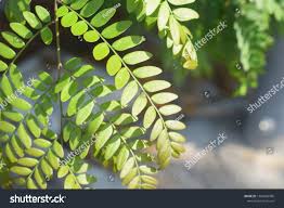 Attēlu rezultāti vaicājumam “Gleditsia triacanthos leaf”