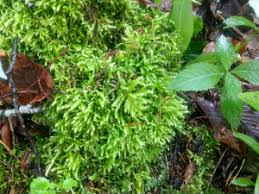 Attēlu rezultāti vaicājumam “Cirriphyllum piliferum”