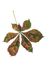 Attēlu rezultāti vaicājumam “Cameraria ohridella”