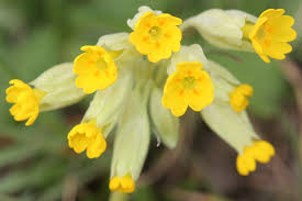 Image result for Schlüsselblumen