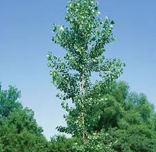 Attēlu rezultāti vaicājumam “Populus x lettland”