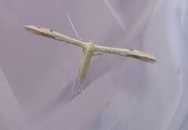 Attēlu rezultāti vaicājumam “Adaina microdactyla”