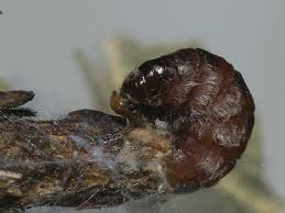 Attēlu rezultāti vaicājumam “Proutia betulina”