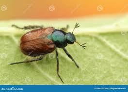 Attēlu rezultāti vaicājumam “Phyllopertha horticola imago”