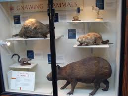 Attēlu rezultāti vaicājumam “Rodentia”