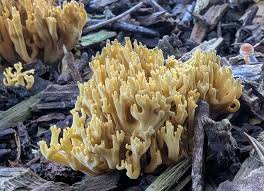 Attēlu rezultāti vaicājumam “Ramaria flava”