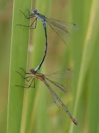 Attēlu rezultāti vaicājumam “Lestes sponsa”