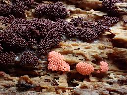 Attēlu rezultāti vaicājumam “Arcyria, Heterotrichia sp.”