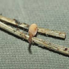 Attēlu rezultāti vaicājumam “Heyderia abietis”