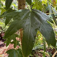Attēlu rezultāti vaicājumam “Kalopanax septemlobus fruit”