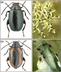 Attēlu rezultāti vaicājumam “Phyllotreta sp.”