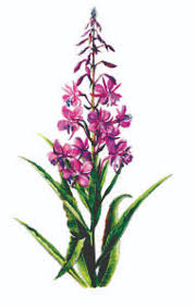 Image result for Weidenröschen