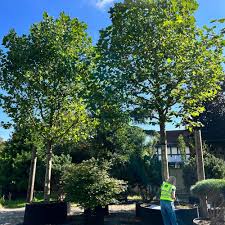 Attēlu rezultāti vaicājumam “Platanus x hispanica (syn. Platanus x acerifolia) leaf”