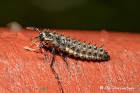 Attēlu rezultāti vaicājumam “Anatis ocellata”