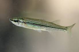 Attēlu rezultāti vaicājumam “Craterium leucocephalum var. scyphoides stalked”