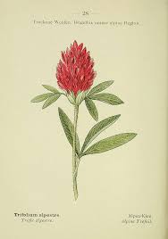 Attēlu rezultāti vaicājumam “Trifolium alpestre flower”