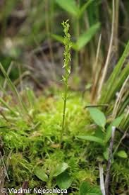 Attēlu rezultāti vaicājumam “Hammarbya paludosa leaf”