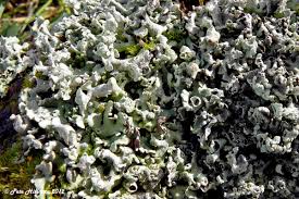 Attēlu rezultāti vaicājumam “Hypogymnia physodes”