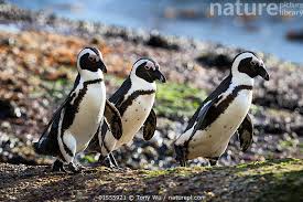 Image result for Spheniscus demersus