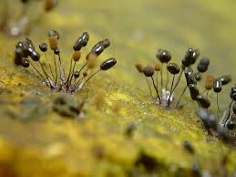 Attēlu rezultāti vaicājumam “Comatricha nigra macro”