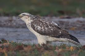 Attēlu rezultāti vaicājumam “Buteo buteo adult”