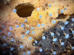 Attēlu rezultāti vaicājumam “Diachea muscorum”