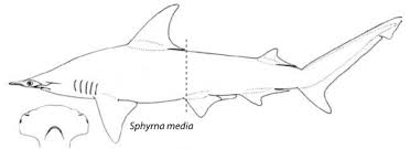 Image result for Sphyrna media