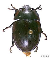 Attēlu rezultāti vaicājumam “Tenebrionidae”