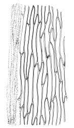 Attēlu rezultāti vaicājumam “Pohlia cruda”