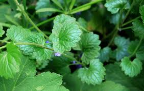 Attēlu rezultāti vaicājumam “Glechoma hederacea leaf”