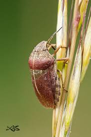 Attēlu rezultāti vaicājumam “Eurygaster testudinaria imago”