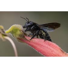 Attēlu rezultāti vaicājumam “Sylvicola sp.”