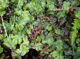 Attēlu rezultāti vaicājumam “Conocephalum”