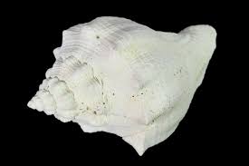 Image result for Melongena corona