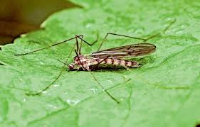 Attēlu rezultāti vaicājumam “Trichocera regelationis”