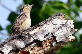 Image result for Jynx torquilla