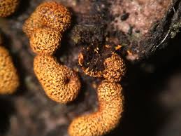 Attēlu rezultāti vaicājumam “Physarum bryocorticola macro”