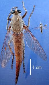 Attēlu rezultāti vaicājumam “Asilidae”