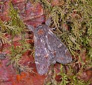 Attēlu rezultāti vaicājumam “Notodonta dromedarius”