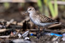 Image result for Calidris pusilla