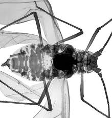 Attēlu rezultāti vaicājumam “Thecabius affinis nymph”