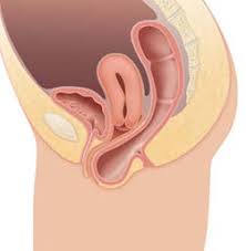 Image result for b%FD%E7ak anatomisi